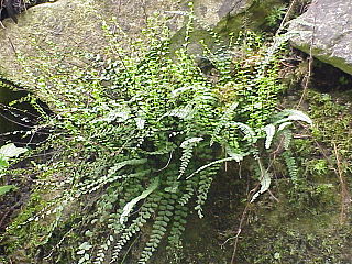 <i>Asplenium trichomanes</i> Species of fern in the family Aspleniaceae