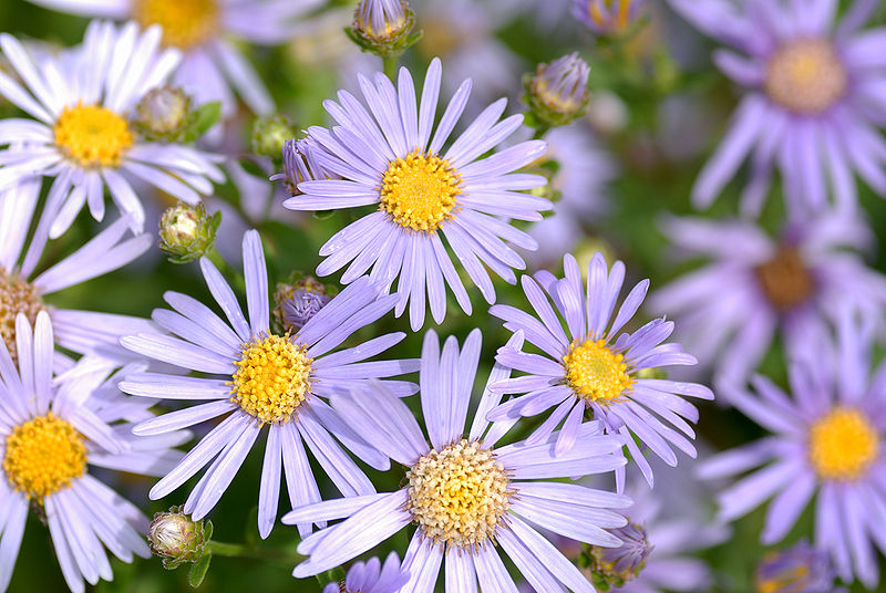 File:Aster amellus - blooms (aka).jpg