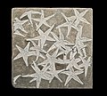 42 Astropecten lorioli uploaded by Archaeodontosaurus, nominated by Thennicke