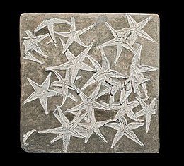 Astropecten lorioli - Una specie del Giurassico.