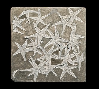 "Astropecten_lorioli.jpg" by User:Archaeodontosaurus