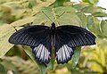 * Nomination Papilio memnon at Mariposario del Drago --Mike Peel 08:50, 18 January 2024 (UTC) * Promotion  Support Good quality. --Charlesjsharp 10:12, 18 January 2024 (UTC)