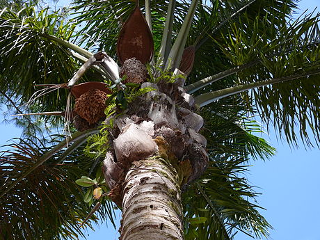 Inflorescências e coroa de folhas de uma palmeira de árvore.