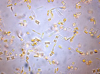 <i>Attheya</i> Genus of single-celled organisms