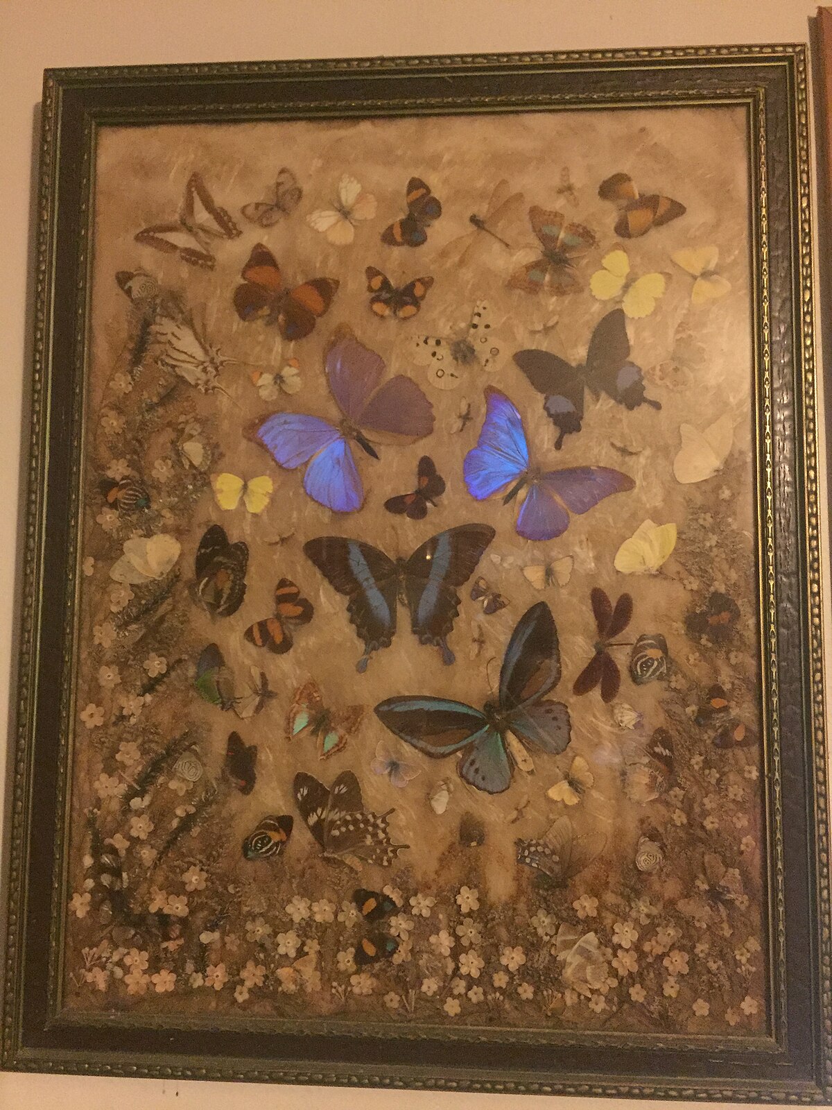 Mounted butterfly picture