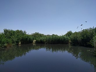 The Azraq Wetland Reserve, close to Azraq 18. Faunal evidence indicates that a similar wetland likely existed around Azraq at the time the site was occupied. Azraq Wetland Reserve, May 2017.jpg