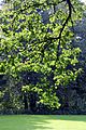 * Nomination Branch of an oak in the spa garden of Bad Wörishofen, Germany -- Spurzem 22:21, 3 November 2014 (UTC) * Decline Blurry, overexposure. --Mattbuck 23:41, 7 November 2014 (UTC)