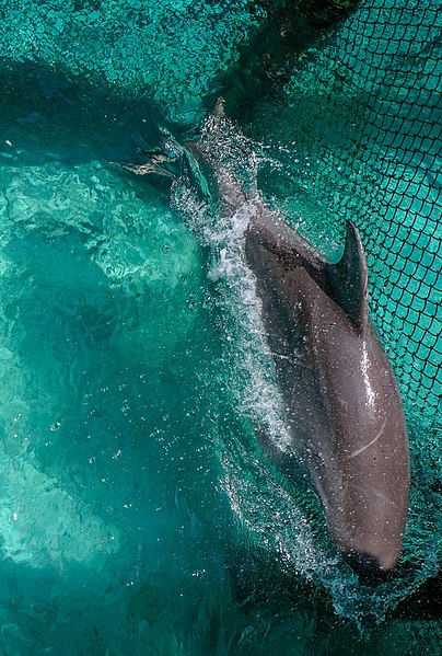 File:Bahamas Cruise - dolphins - June 2018 (2452).jpg