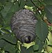 Bald-faced hornet (Dolichovespula maculata) nest.JPG