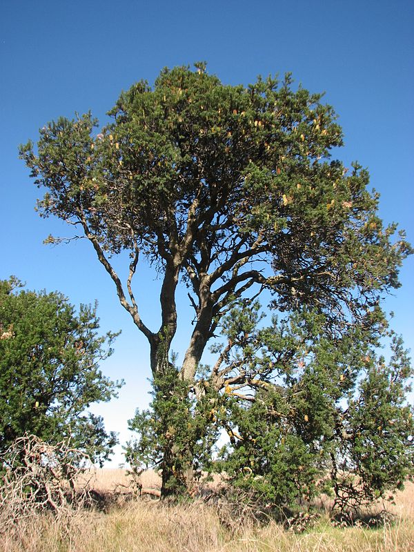 Tree habit, Illabarook Rail Line Nature Conservation Reserve