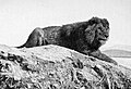 Barbary lion