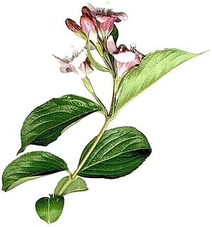 <i>Barleria obtusa</i> Species of flowering plant