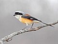 Dafna bilan ta'minlangan shrike (Lanius vittatus) fotosurati Shantanu Kuveskar.jpg