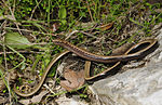 Thumbnail for Peloponnese slow worm