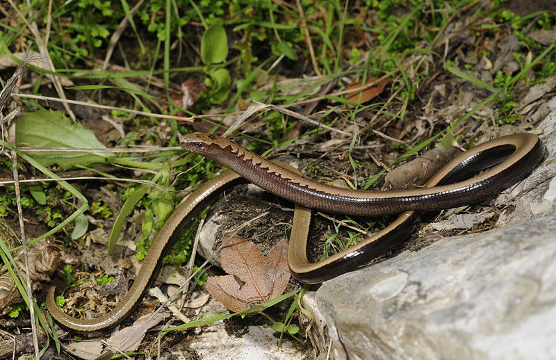 File:Benny Trapp Anguis cephallonicus.jpg