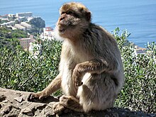 Berberaffe in Gibraltar