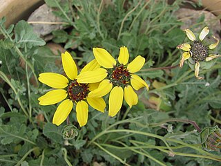 <i>Berlandiera lyrata</i> Species of flowering plant