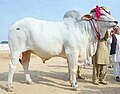 Thumbnail for List of Pakistani cattle breeds