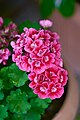 Garden Geranium (Pelargonium zonale).