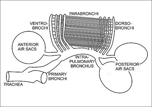 The anatomy of bird's respiratory system, showing the relationships of the trachea, primary and intra-pulmonary bronchi, the dorso- and ventro-bronchi, with the parabronchi running between the two. The posterior and anterior air sacs are also indicated, but not to scale.