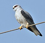 Black-shouldered Kite (Elanus caeruleus) in Kawal WS, AP W IMG 1681.jpg