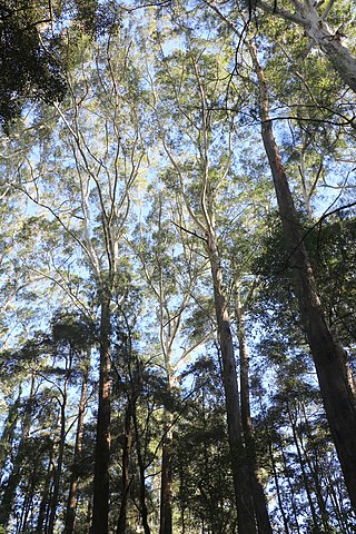 <span class="mw-page-title-main">Clive Evatt Reserve and Turiban Reserve</span> Protected area in New South Wales, Australia