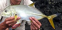 The yellow fins and black caudal fin tip are characteristic of the species Blacktip trevally Oman.jpg