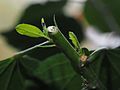 * Nomination Black Bean Aphid (Aphis fabae) on a Hibiscus plant --Kreuzschnabel 11:35, 22 November 2013 (UTC) * Promotion Nice. --Mattbuck 17:43, 27 November 2013 (UTC)