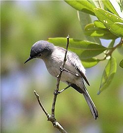 Sinisääskikerttu (Polioptila caerulea)