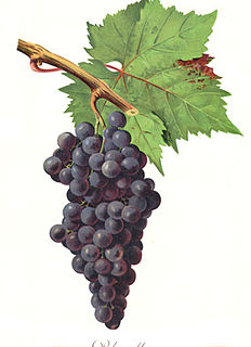 Calitor Variety of grape