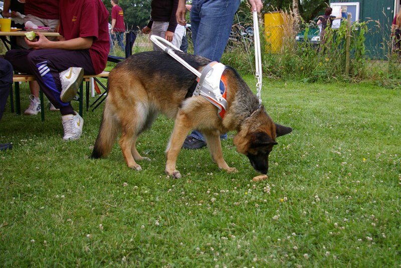 File:Blindenhund.jpg