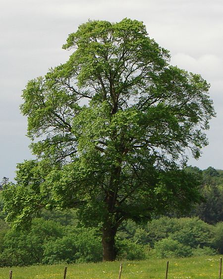 Ulmus minor