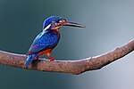 Thumbnail for Blue-eared kingfisher