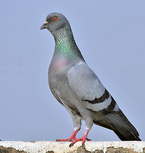 Blue Rock Pigeon (Columba livia) in Kolkata I IMG 9762.jpg