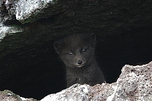 Arctic Fox