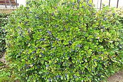 Blueberry bush - Jardim Botânico da Universidade de Coimbra - Coimbra, Portugal - DSC08802.jpg