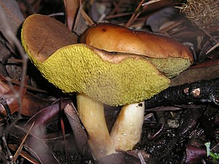 <i>Boletus amyloideus</i> Species of fungus