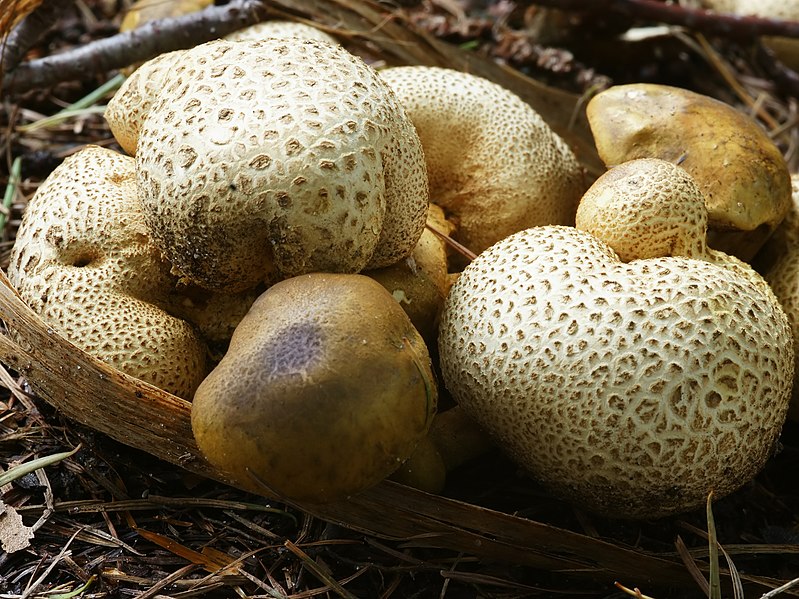 File:Boletus parasiticus on Scleroderma citrinum (close).jpg