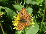 Boloria euphrosyne (Zilvervlek)