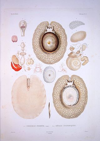 <i>Umbraculum</i> (gastropod) Genus of gastropods