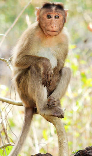 <span class="mw-page-title-main">Monkey</span> Animal of the "higher primates" (the simians), but excluding the apes