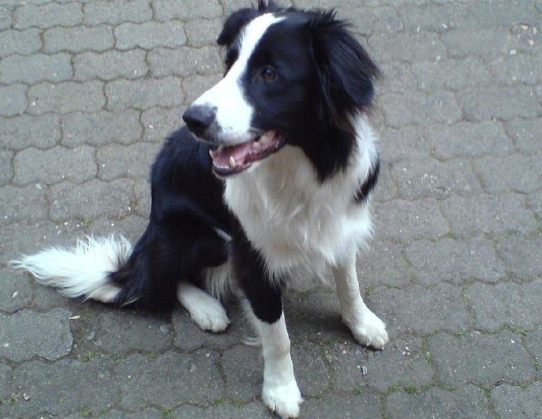 File:Border Collie Bob.jpg