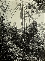 Miniatura para Cereus trigonodendron