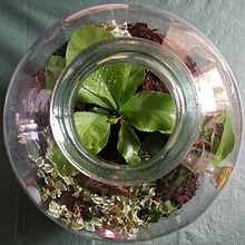 Opened bottle garden seen from above Bottle garden.jpg