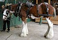 Dray horse being harnessed at Bradford Industrial Museum