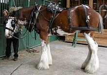 Horse wearing a harness saddle with attached breeching and horse collar Brackenhall 021.jpg