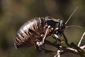 Orthoptera: Distribution, Description, La faune de France