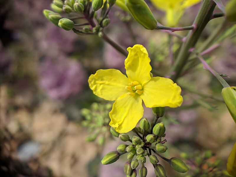 File:Brassica oleracea var. acephala-IMG 20180325 104316.jpg