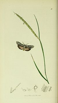 Illustration from John Curtis's British Entomology Volume 5 Britishentomologyvolume5Plate56.jpg