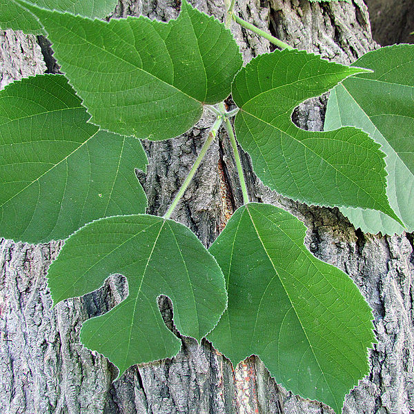 File:Broussonetia leaves.jpg